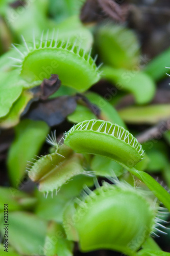 venus flytrap venus flytrap