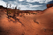 gobi desert parched plants gobi desert parched plants