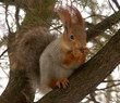 squirrel