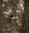 jay