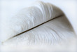 feather