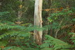 eucalyptus dans la forêt