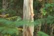 eucalyptus dans la forêt