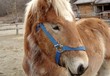 chevaux des pyrénées