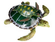 turtle with your son