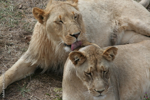 Lions Grooming