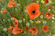 coquelicots
