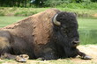bison au repos