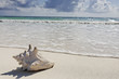 sea shell on the beach sea shell on the beach
