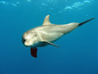delfin 03