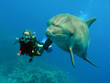 delfin mit taucher 01