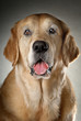 dogs 2