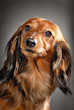 dogs 11