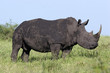 white rhino