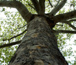 Photo: tree tree