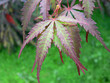 Photo: feuilles d'erable feuilles d'erable