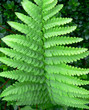 Photo: fougère - fern fougère - fern