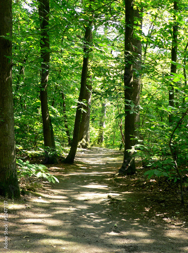 Photo: forêt - forest forêt - forest
