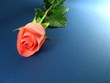 pink rose on blue textured background