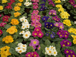 potted primulas