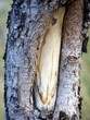 inner tree