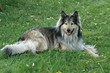 lessie