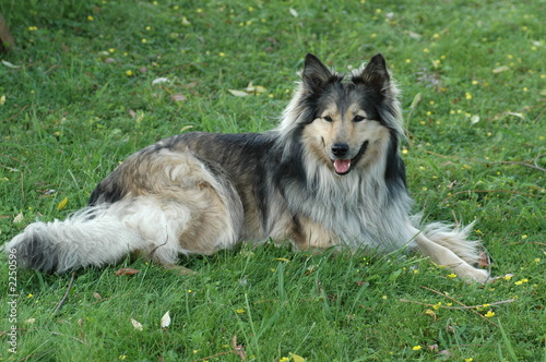 lessie