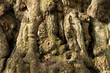 ancient oak