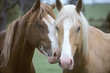 two horses loving