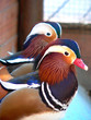 enten