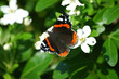 red admiral butterfly vanessa atalanta