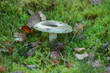 tacky green russula (russula aeruginea)