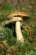 boletus edulis, woodland,  mushroom, fungi