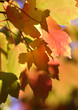 trees and leaves