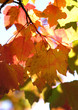 trees and leaves
