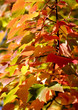 trees and leaves
