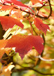 trees and leaves