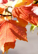 trees and leaves