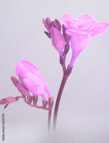Photo: freesienblüte freesienblüte
