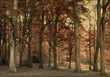  trees and leaves