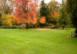 trees and leaves