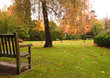 trees and leaves