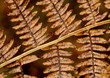 fern