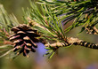 conifer