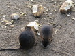 beavers eating