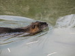 beaver swimming