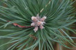 fir tree brach tip