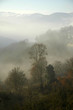 trees_on_fog