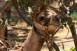 camel snack