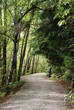 forest path